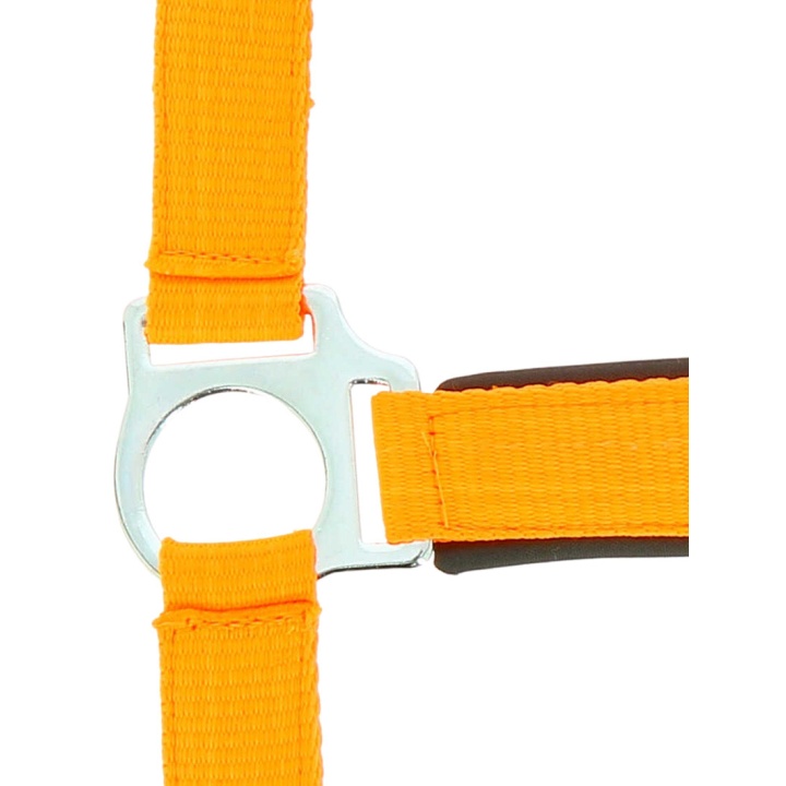 Licol Norton Fluo