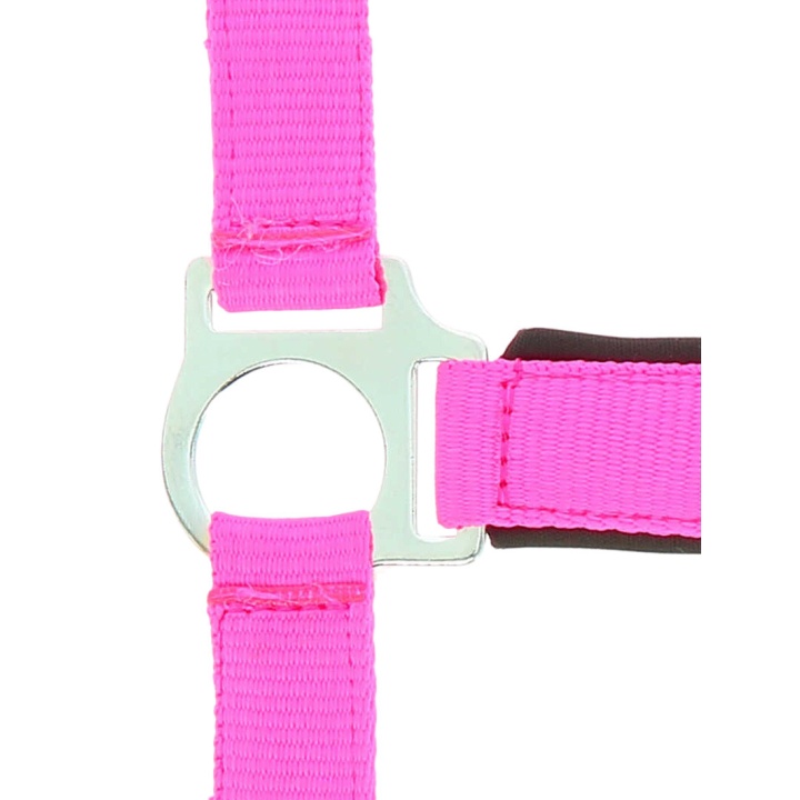 Licol Norton Fluo