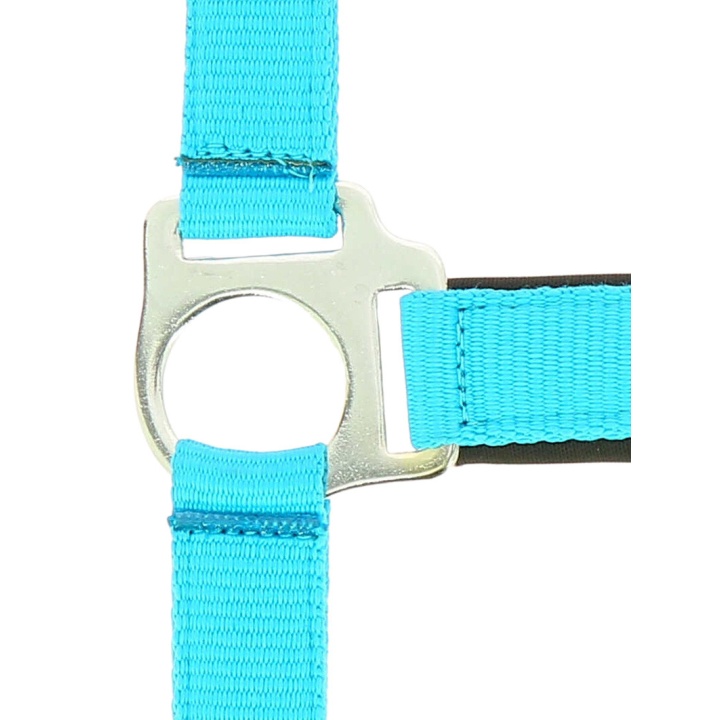 Licol Norton Fluo