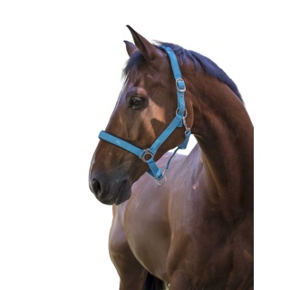 Licol Norton Fluo