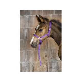 Licol Foal