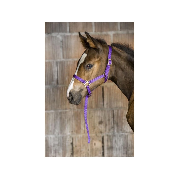 Licol Foal