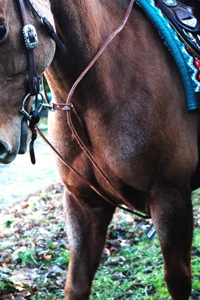 Sangle De Selle Western Turquoise – Professional Equine – Taille 22 – Neuve