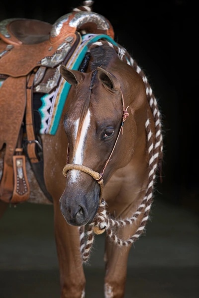 Bosal & hanger